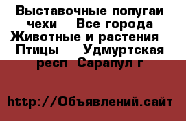 Выставочные попугаи чехи  - Все города Животные и растения » Птицы   . Удмуртская респ.,Сарапул г.